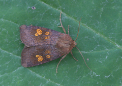 Flekkstengelfly (Amphipoea oculea)