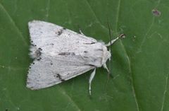 Hvitt kveldfly (Acronicta leporina)