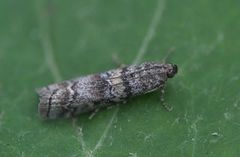 Brown Pine Knot-horn (Dioryctria simplicella)