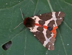 Garden Tiger (Arctia caja)