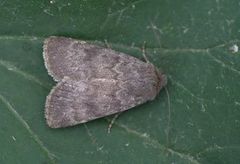 Northern Rustic (Standfussiana lucernea)