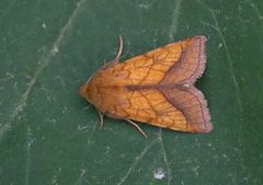 Gullfagerfly (Pyrrhia umbra)