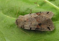 Brown-spot Pinion (Agrochola litura)