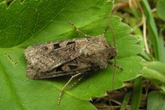 Fiolettbrunt jordfly (Euxoa recussa)