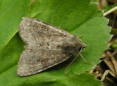 Rødlig løvfly (Parastichtis suspecta)