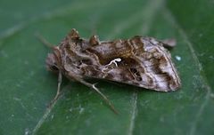 Gråbrunt metallfly (Autographa buraetica)