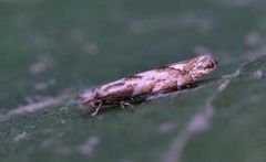 Phyllonorycter sagitella