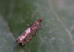 White-blotch Bell (Epinotia trigonella)