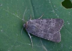 Mørkt klippefly (Standfussiana lucernea)