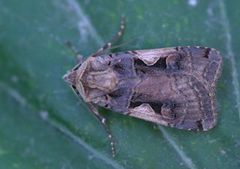 Setaceous Hebrew Character (Xestia c-nigrum)