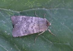 Northern Rustic (Standfussiana lucernea)