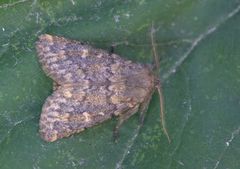 Brindled Ochre (Dasypolia templi)