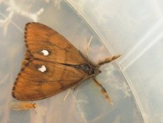 The Vapourer (Orgyia antiqua)