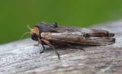 Red Sword-grass (Xylena vetusta)