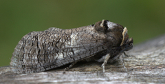 Løvtredreper (Cossus cossus)