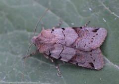 Brown-spot Pinion (Agrochola litura)