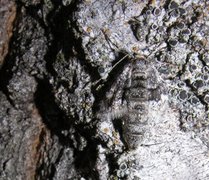 Northern Winter Moth (Operophtera fagata)