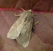 Rødlig løvfly (Parastichtis suspecta)