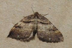 Shoulder-stripe (Anticlea badiata)