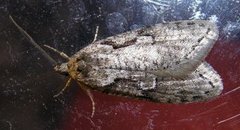 Dawn Flat-body (Semioscopis steinkellneriana)