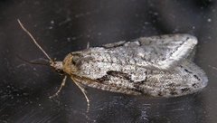 Dawn Flat-body (Semioscopis steinkellneriana)