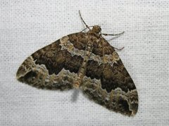 Water Carpet (Lampropteryx suffumata)