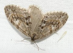 Barred Tooth-striped (Trichopteryx polycommata)