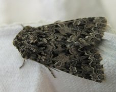 Tawny Shears (Hadena perplexa)