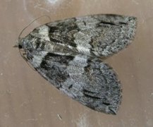 May Highflyer (Hydriomena impluviata)