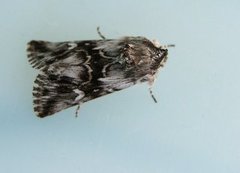 Toadflax Brocade (Calophasia lunula)