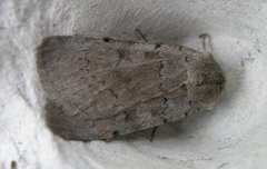 Ashworth's Rustic (Xestia ashworthii)