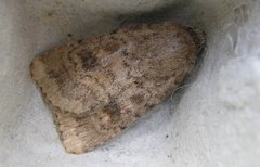 Mottled Rustic (Caradrina morpheus)