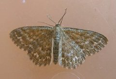 Lewes Wave (Scopula immorata)