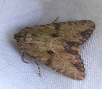 Reddish Light Arches (Apamea sublustris)