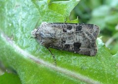 Brunpudret jordfly (Agrotis clavis)