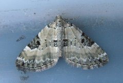 Pretty Pinion (Perizoma blandiata)