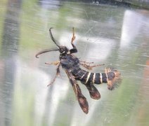 Raspberry Clearwing (Pennisetia hylaeiformis)