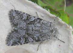 Smellefjellfly (Lasionycta proxima)