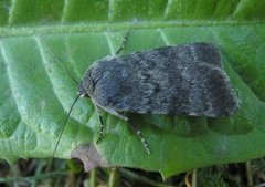 Mørkt klippefly (Standfussiana lucernea)