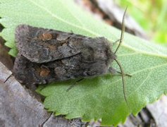 Grått fjellbakkefly (Xestia alpicola)