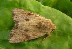 Gulbrunt engfly (Apamea sublustris)