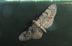 Marmordvergmåler (Eupithecia venosata)