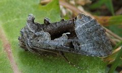 Fjellmetallfly (Syngrapha diasema)