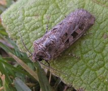 Fiolettbrunt jordfly (Euxoa recussa)