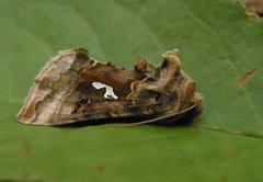 Gyllenbrunt metallfly (Autographa macrogamma)