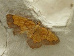 Dark Bordered Beauty (Epione vespertaria)
