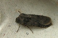 Garden Dart (Euxoa nigricans)