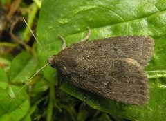 Mouse Moth (Amphipyra tragopoginis)