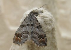 Manchester Treble-bar (Carsia sororiata)