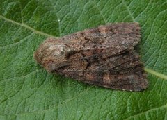 Rødt fjellengfly (Apamea schildei)